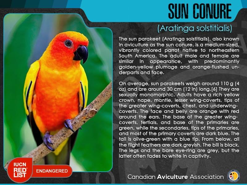 Sun Conures