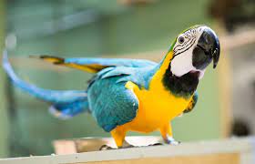 bluegold